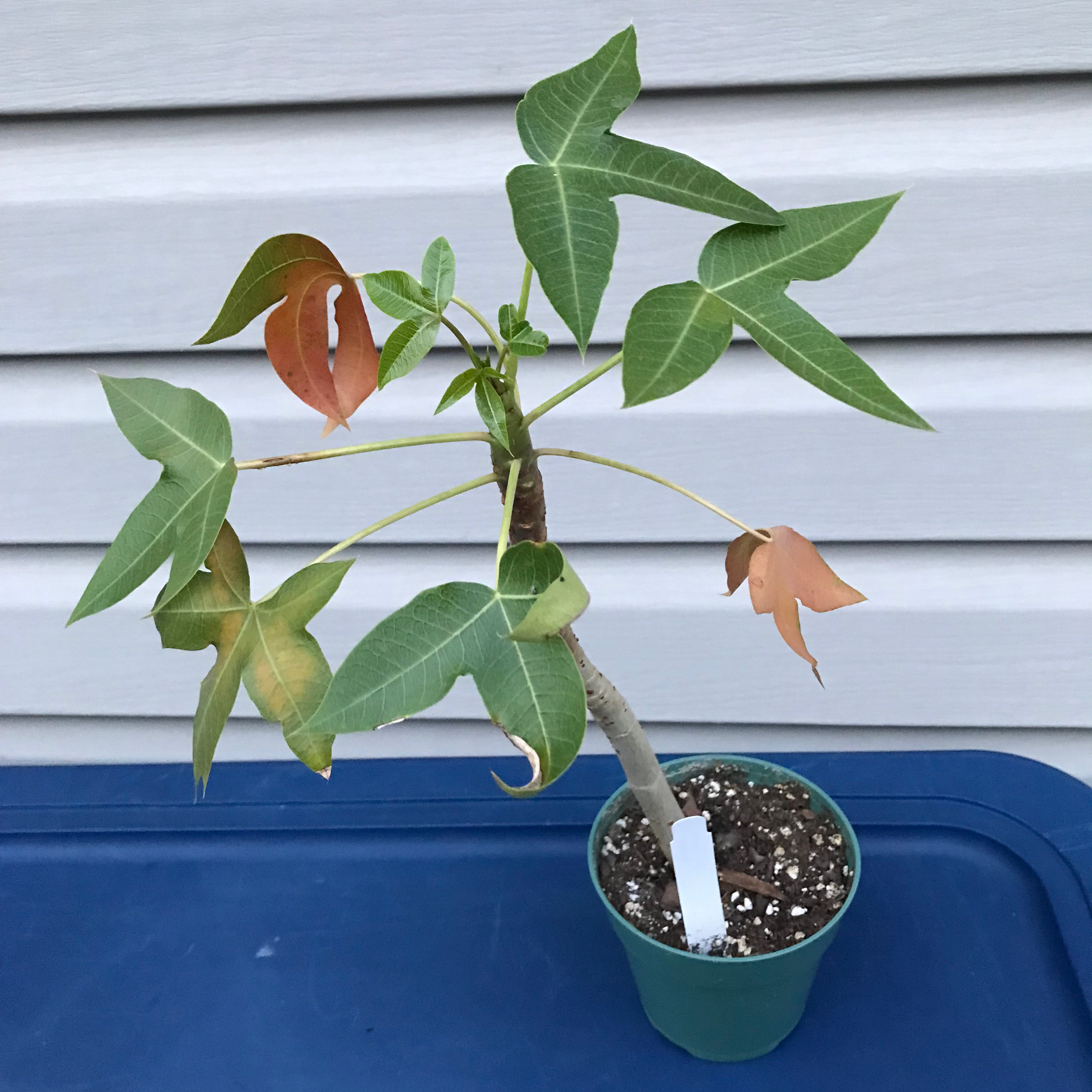 Photo of the plant species Jatropha mahafalensis by @baobab_zig named Jatropha mahafalensis on Greg, the plant care app