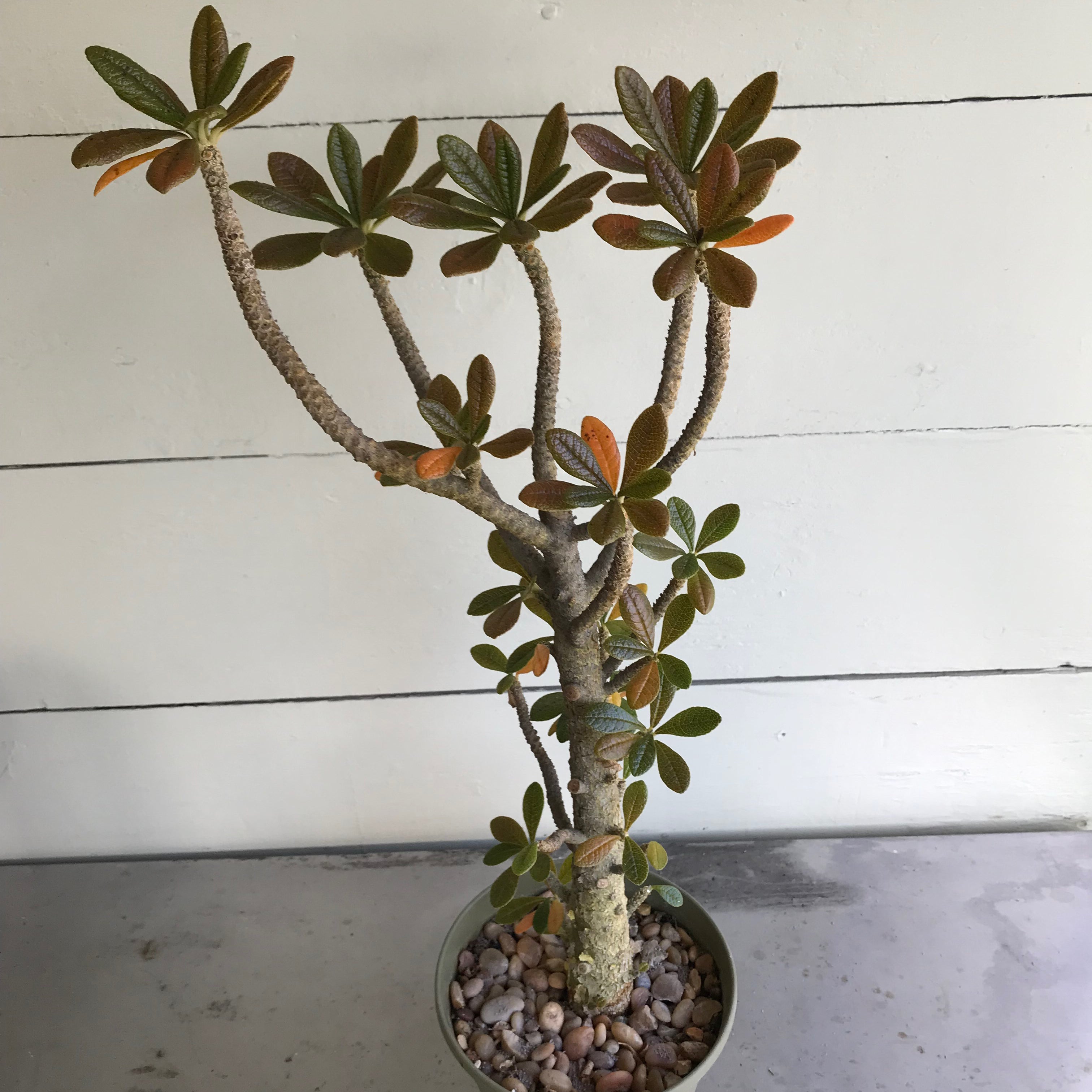 Dorstenia gigas Plant Care: Water, Light, Nutrients | Greg App 🌱