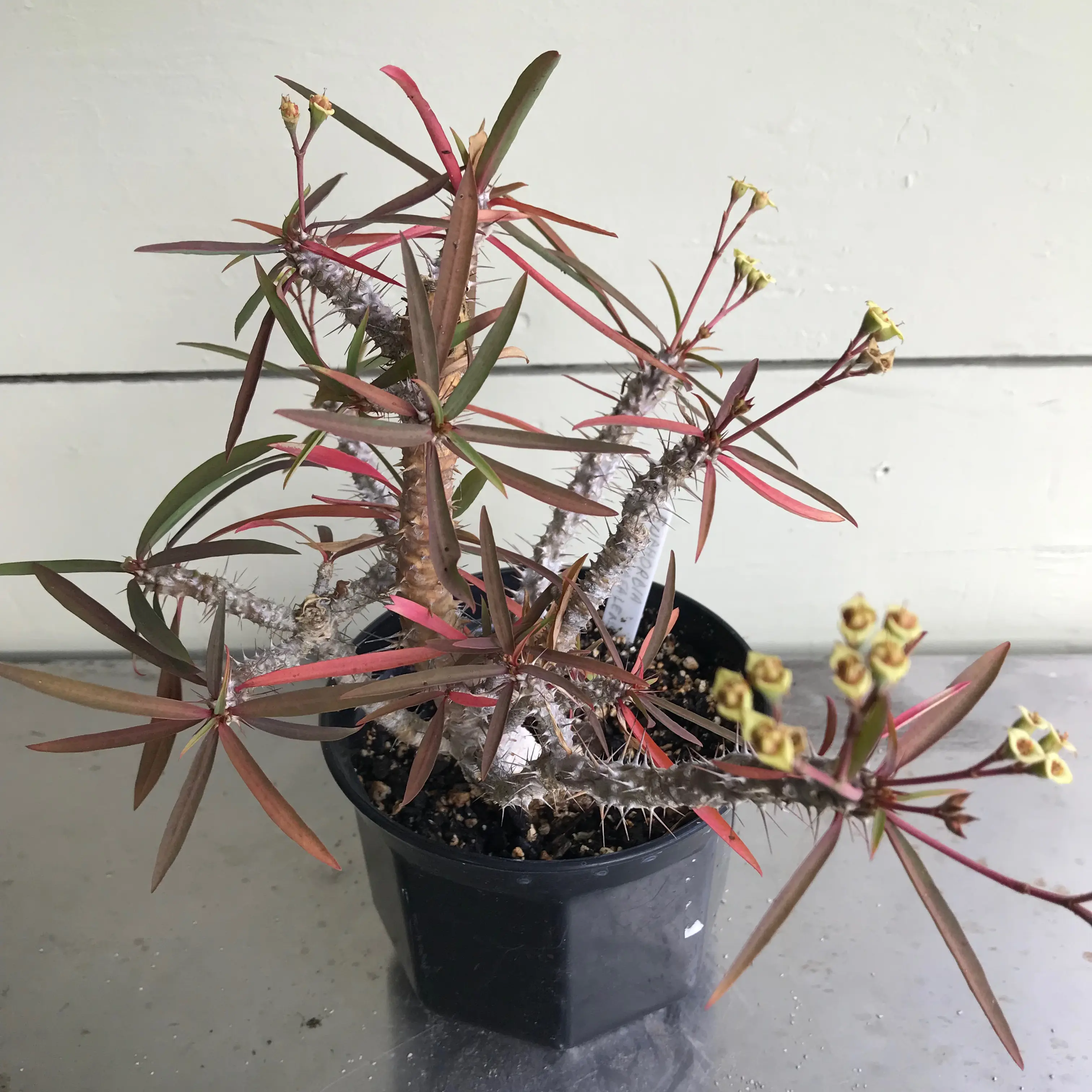 Photo of the plant species Euphorbia mahafalensis by @baobab_zig named Euphorbia mahafalensis in black pot on Greg, the plant care app