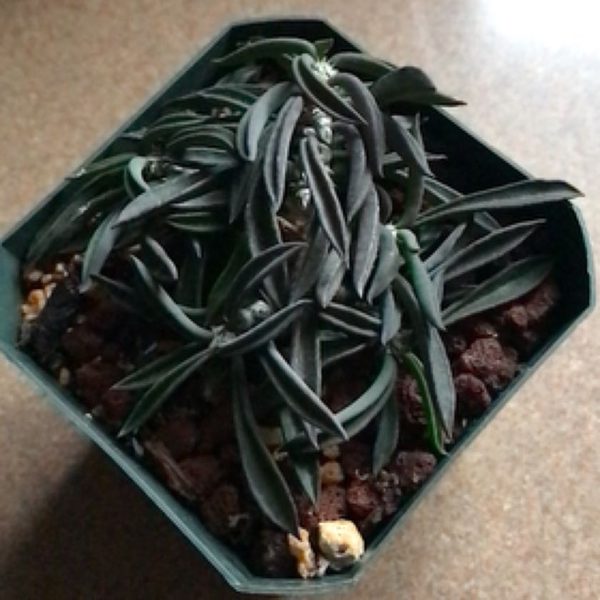Photo of the plant species Euphorbia cylindrifolia subsp. cylindrifolia by @baobab_zig named Euphorbia cylindrifolia on Greg, the plant care app