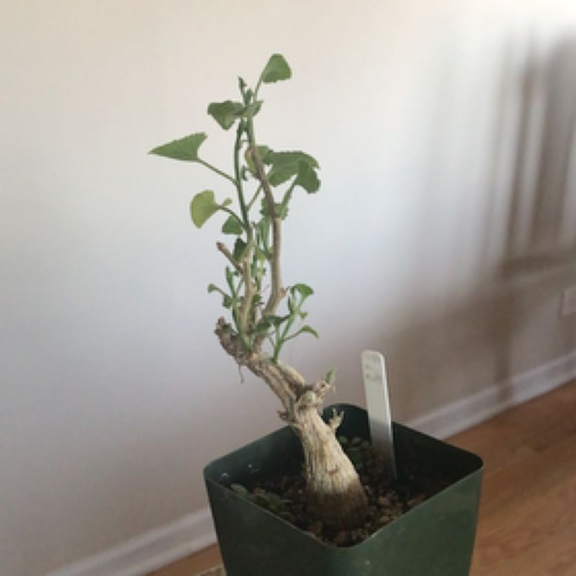 Plant care for Coral Weed on Greg, the plant care app