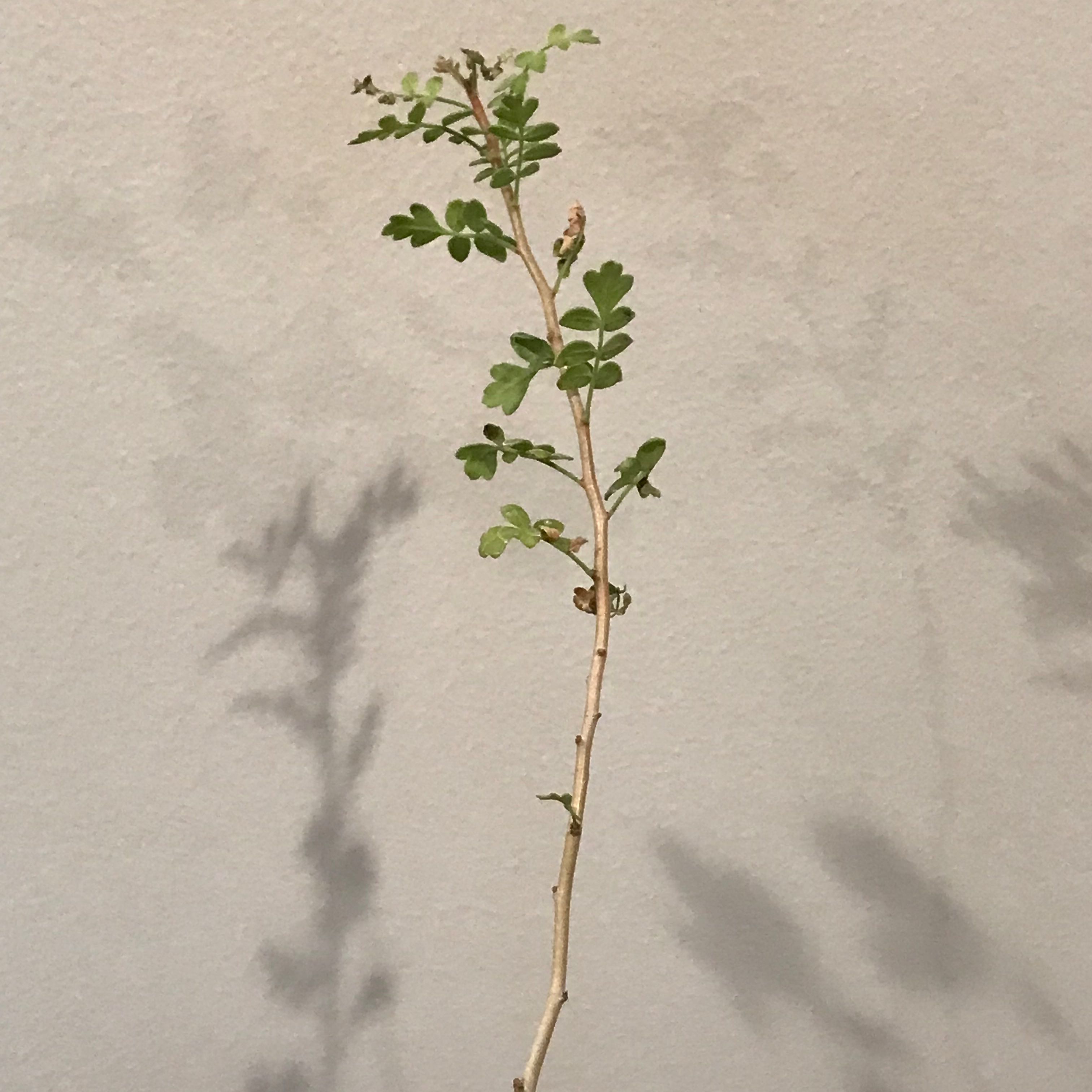 Photo of the plant species Elephant Tree by @baobab_zig named Pachycormus discolor var. pubescens on Greg, the plant care app
