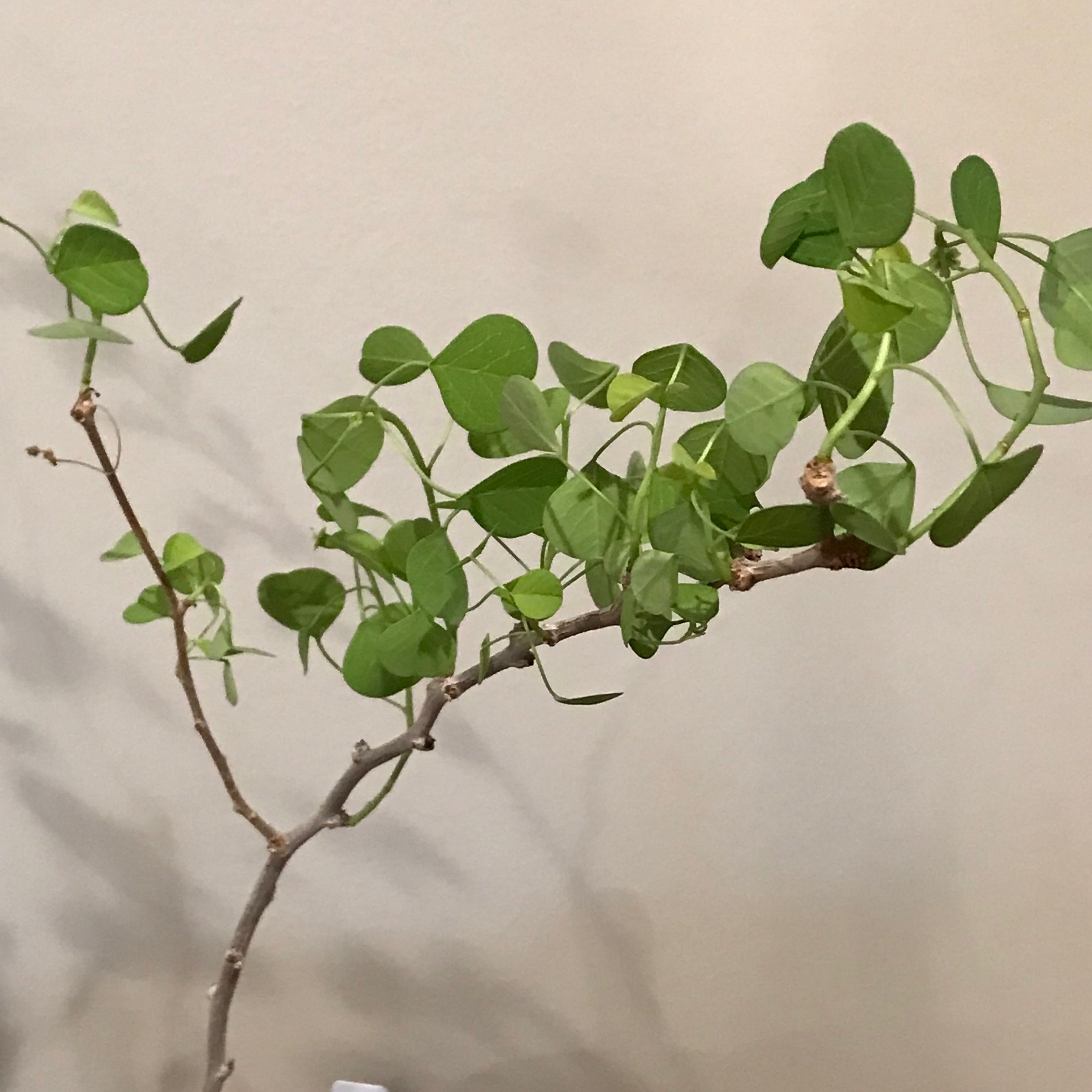 Photo of the plant species Cliff Spurge by @baobab_zig named Euphorbia misera on Greg, the plant care app