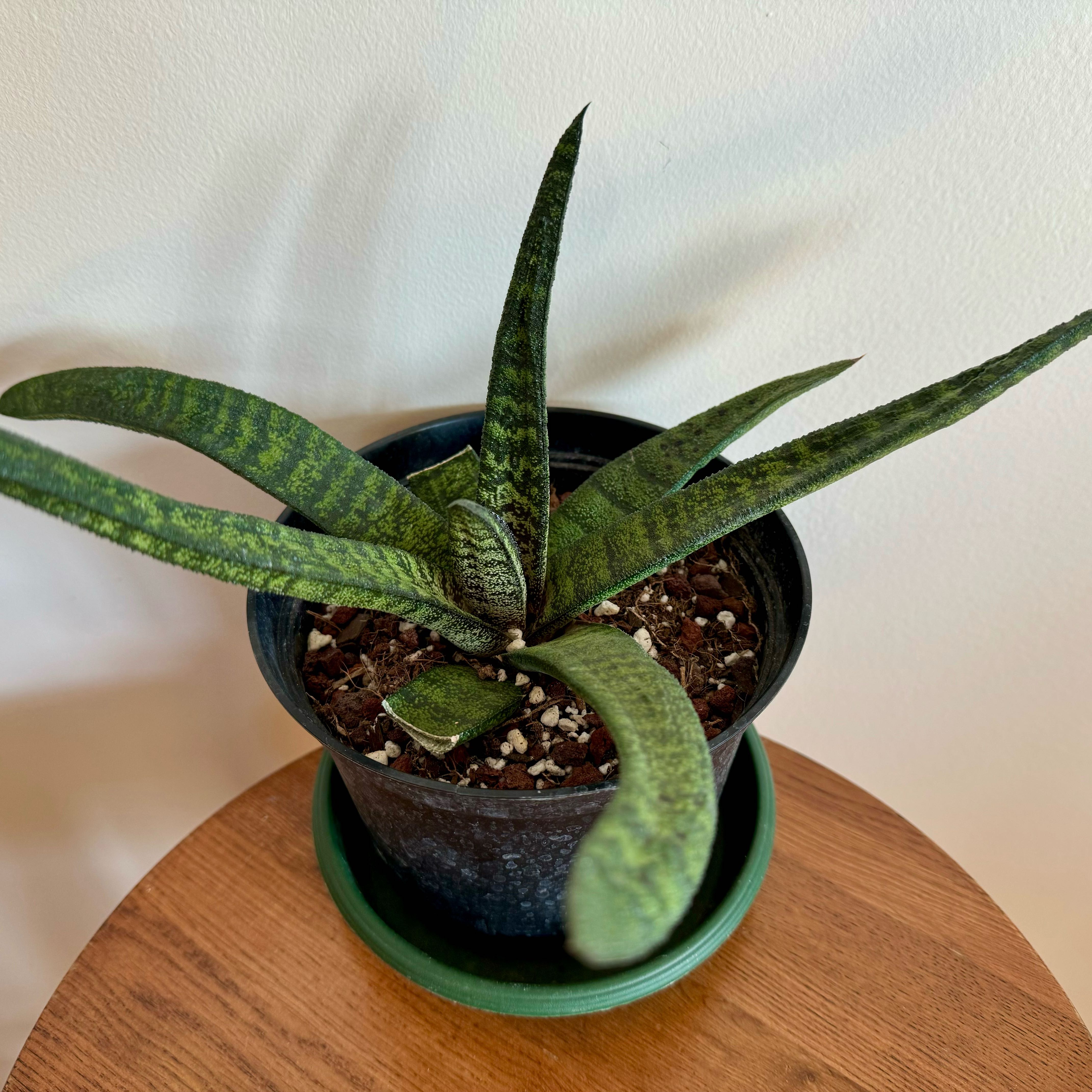 Photo of the plant species Knoppies Gasteria by @baobab_zig named Gasteria batesiana on Greg, the plant care app