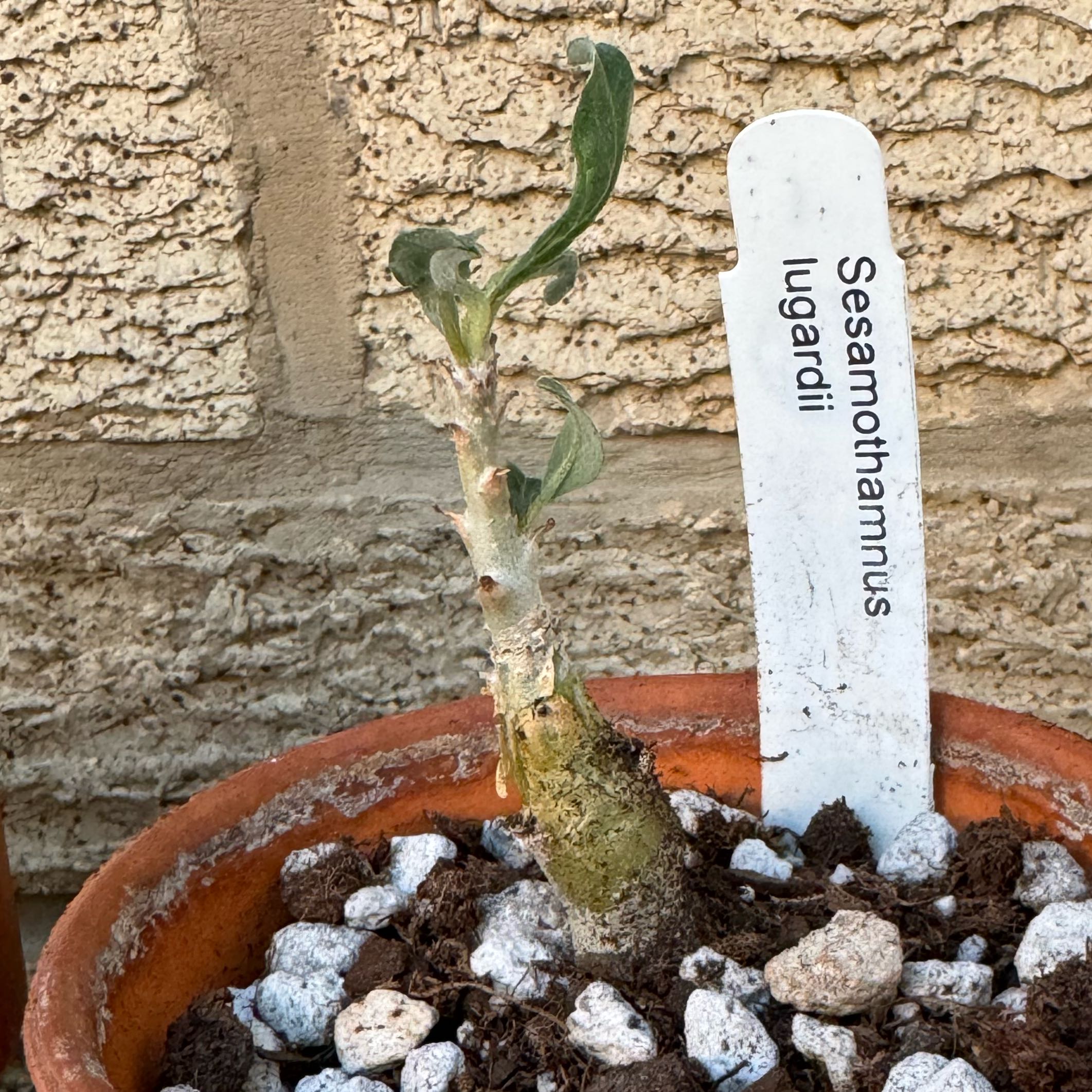 Plant care for Sesame Tree on Greg, the plant care app