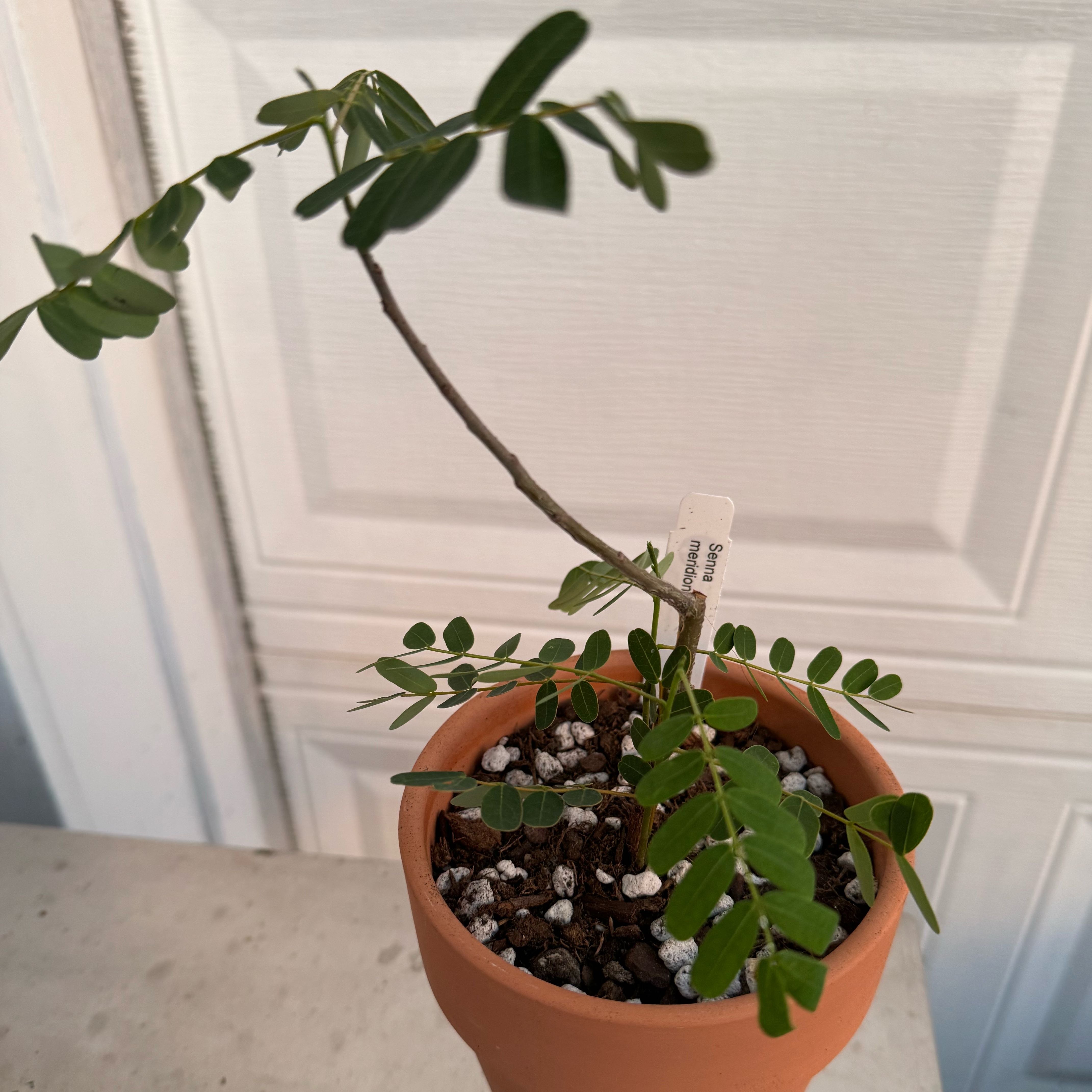 Photo of the plant species Taraby plant by @baobab_zig named Senna meridionalis on Greg, the plant care app