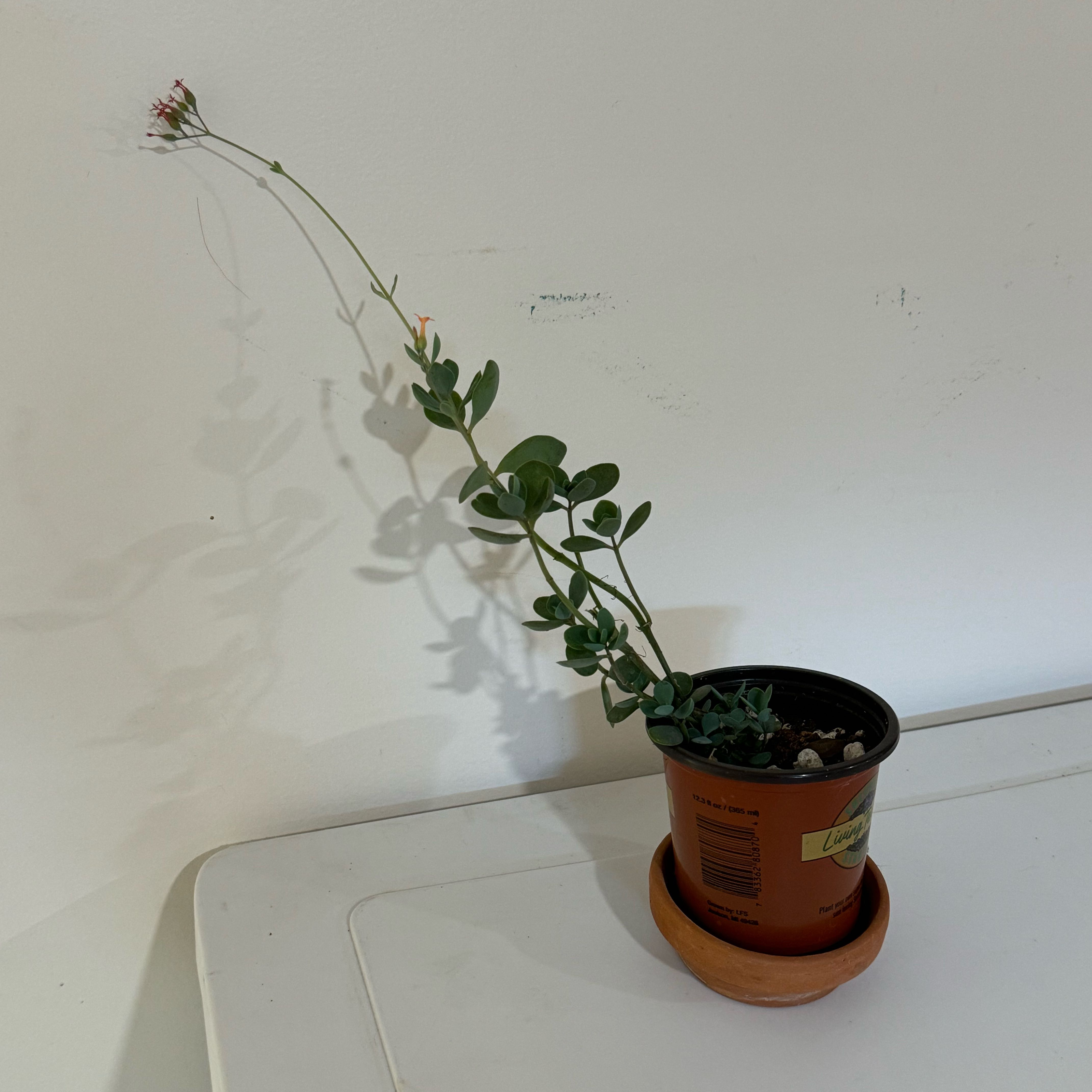 Photo of the plant species Common Kalanchoe by @baobab_zig named Kalanchoe rotundifolia on Greg, the plant care app