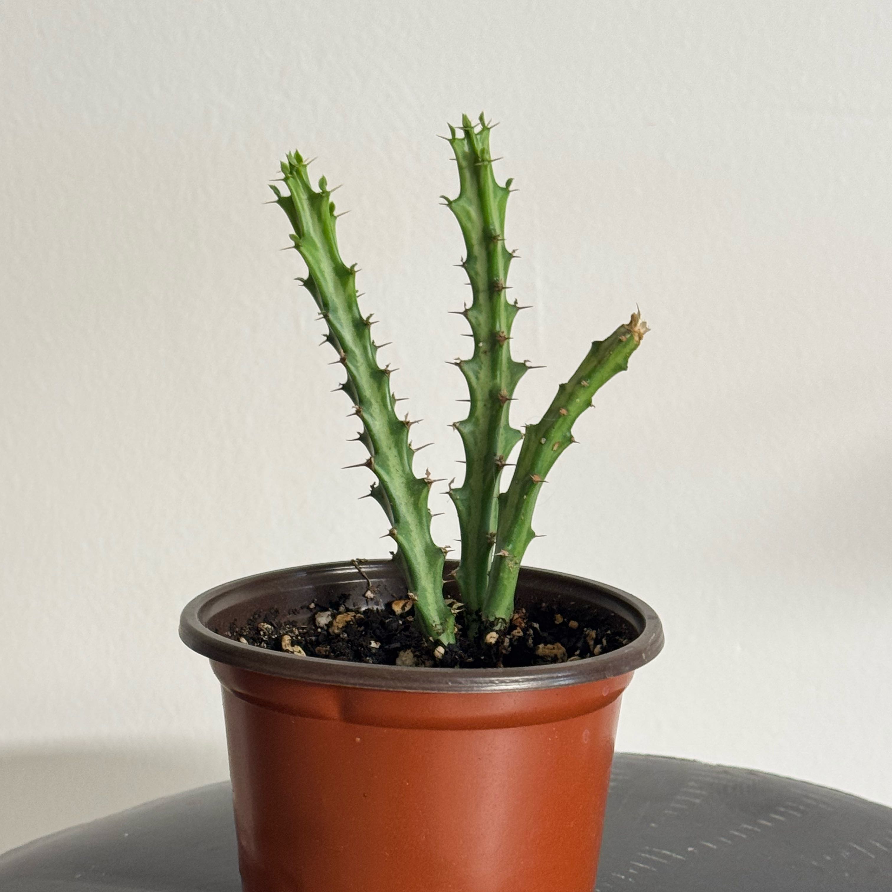 Photo of the plant species Striped Green Spurge by @baobab_zig named Euphorbia knuthii small on Greg, the plant care app