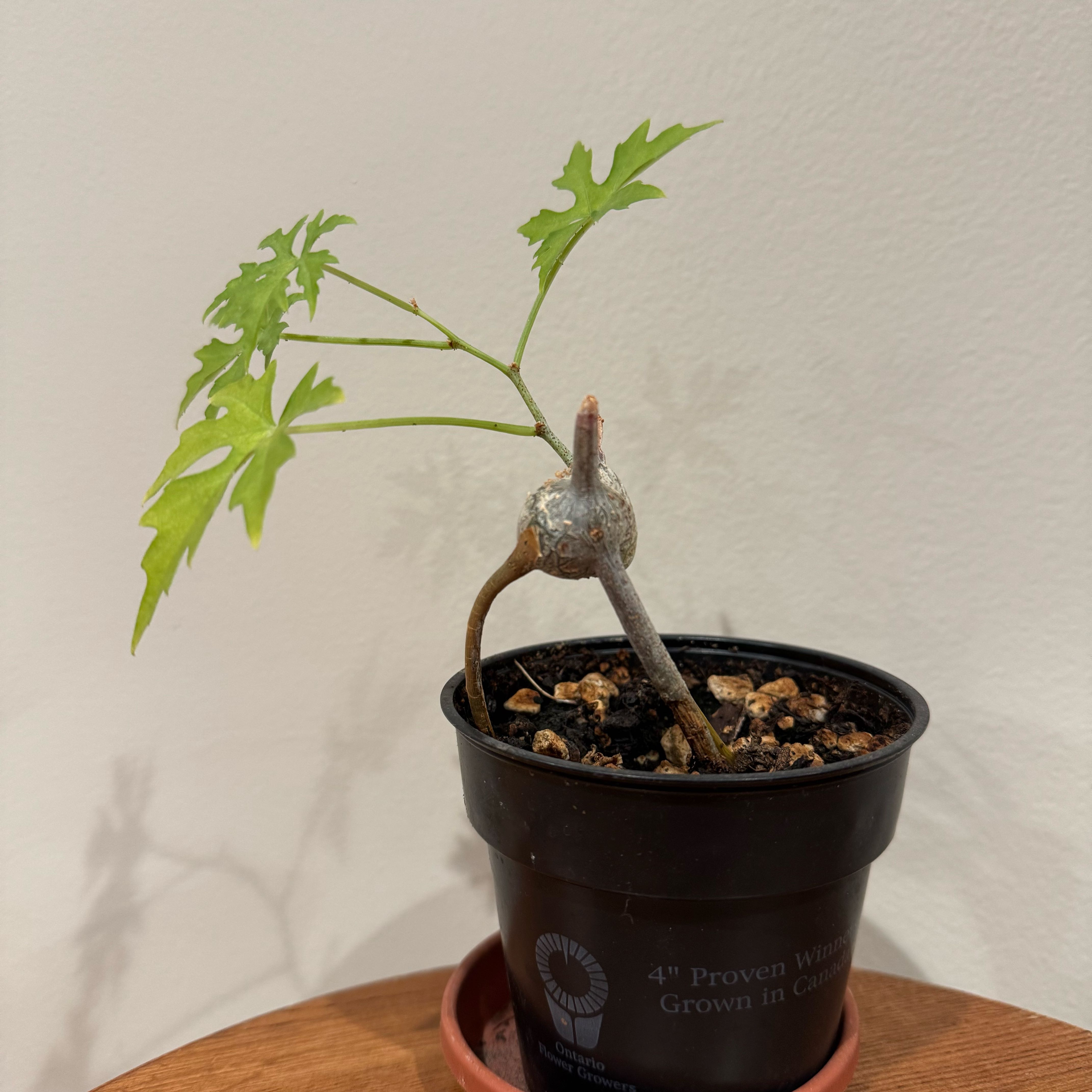 Photo of the plant species Tuberous Grape by @baobab_zig named Cissus tuberosa small on legs on Greg, the plant care app