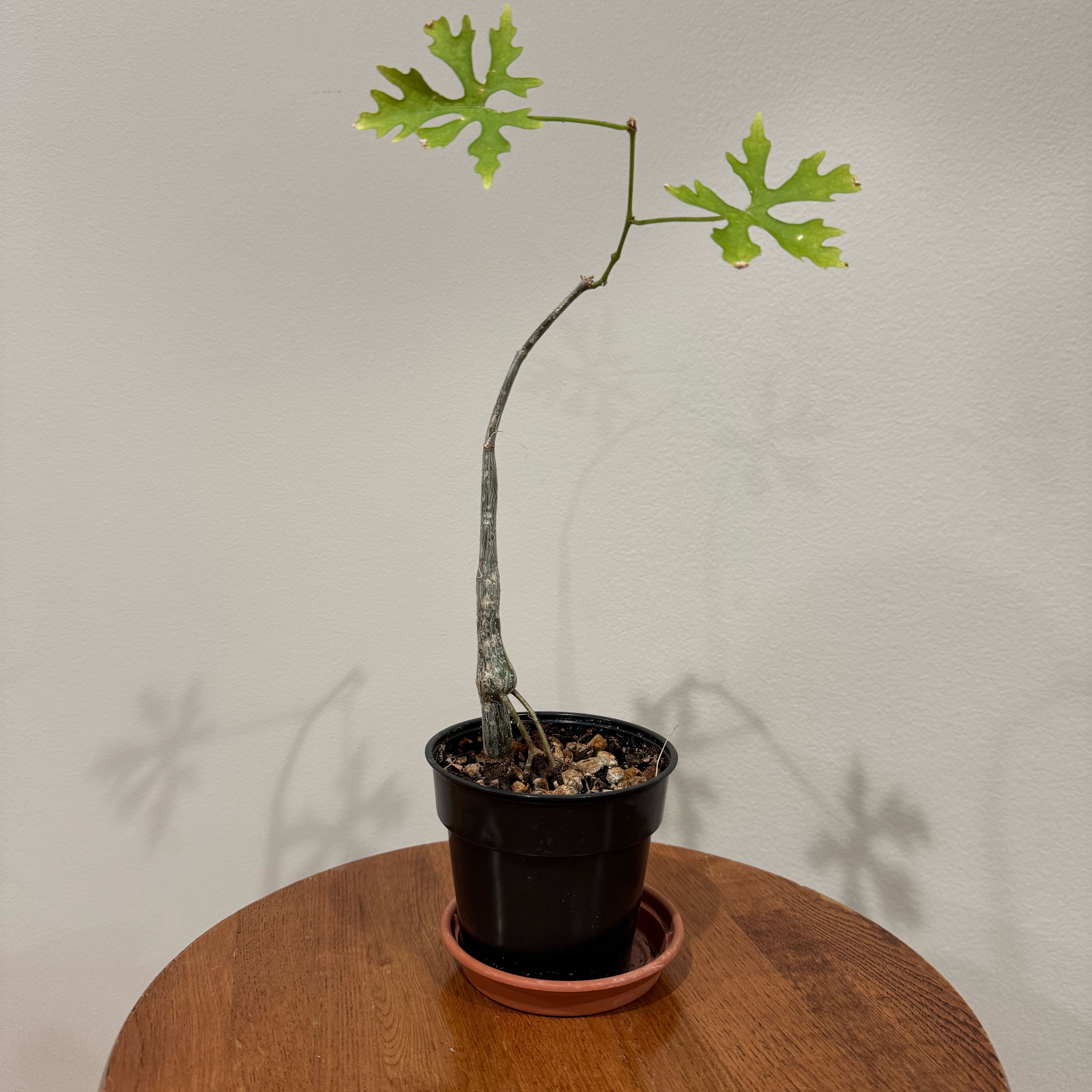 Photo of the plant species Tuberous Grape by @baobab_zig named Cissus tuberosa tall on Greg, the plant care app