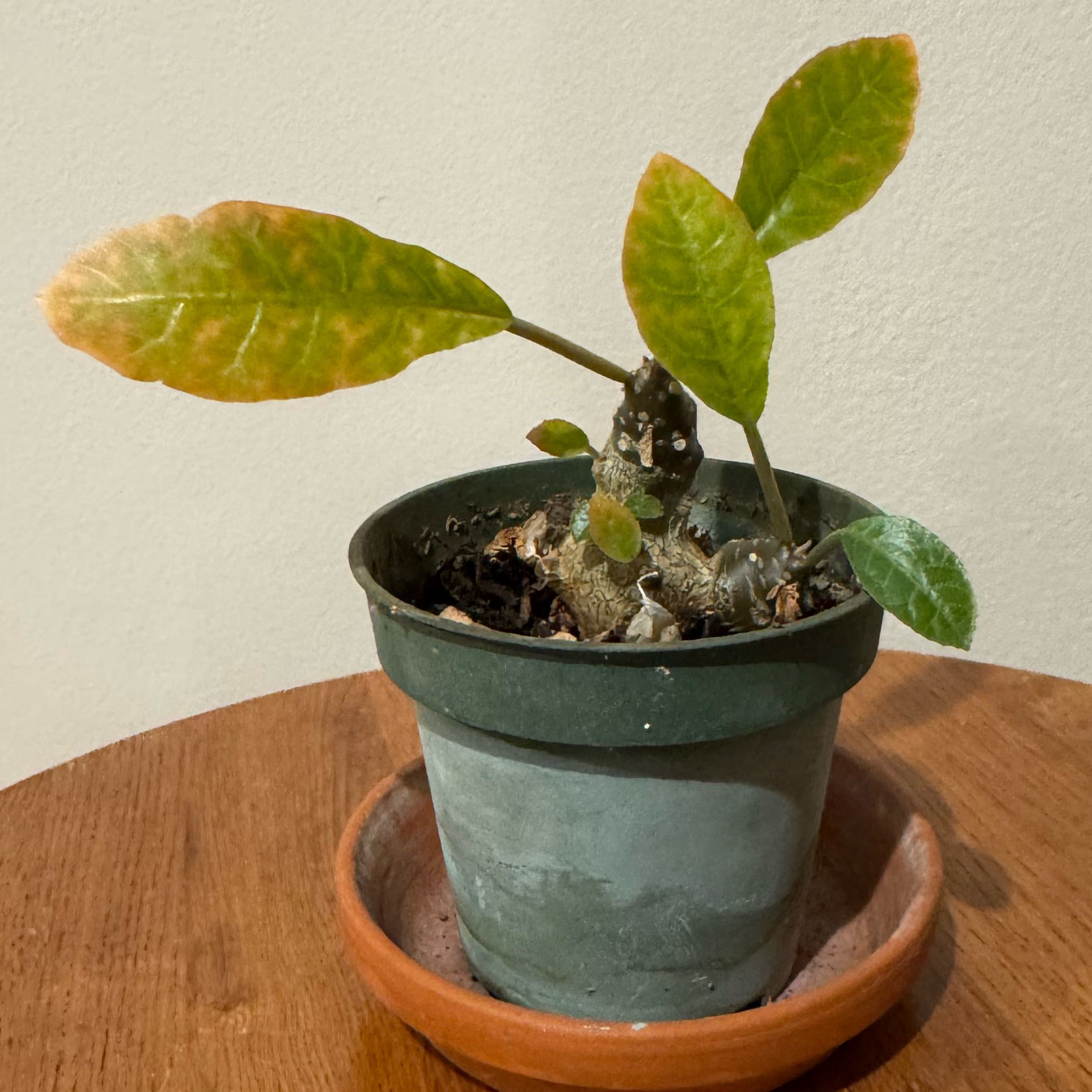 Photo of the plant species Dorstenia foetida subsp. foetida by @baobab_zig named Dorstenia foetida small on Greg, the plant care app