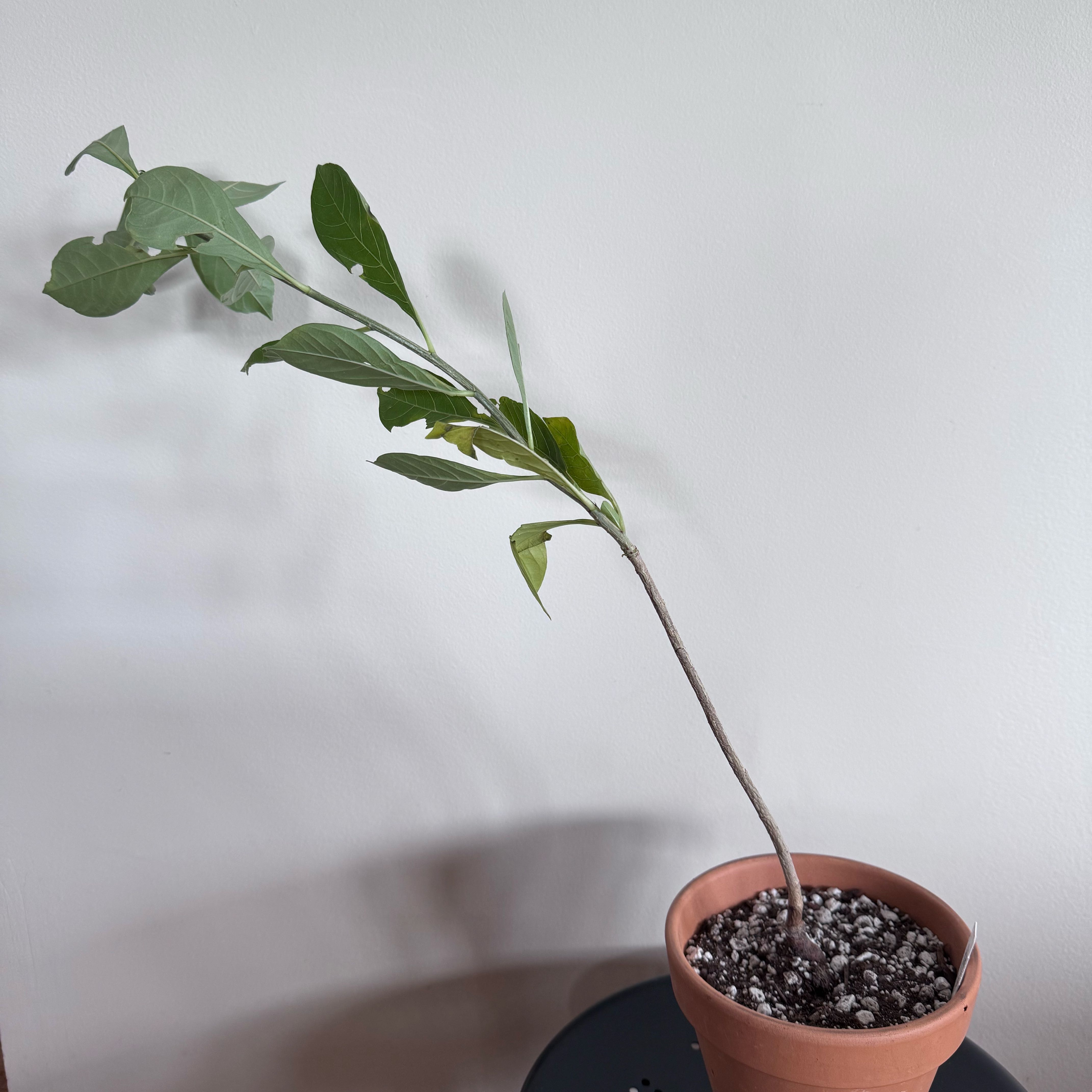 Photo of the plant species Baobab by @baobab_zig named Adansonia digitata on Greg, the plant care app