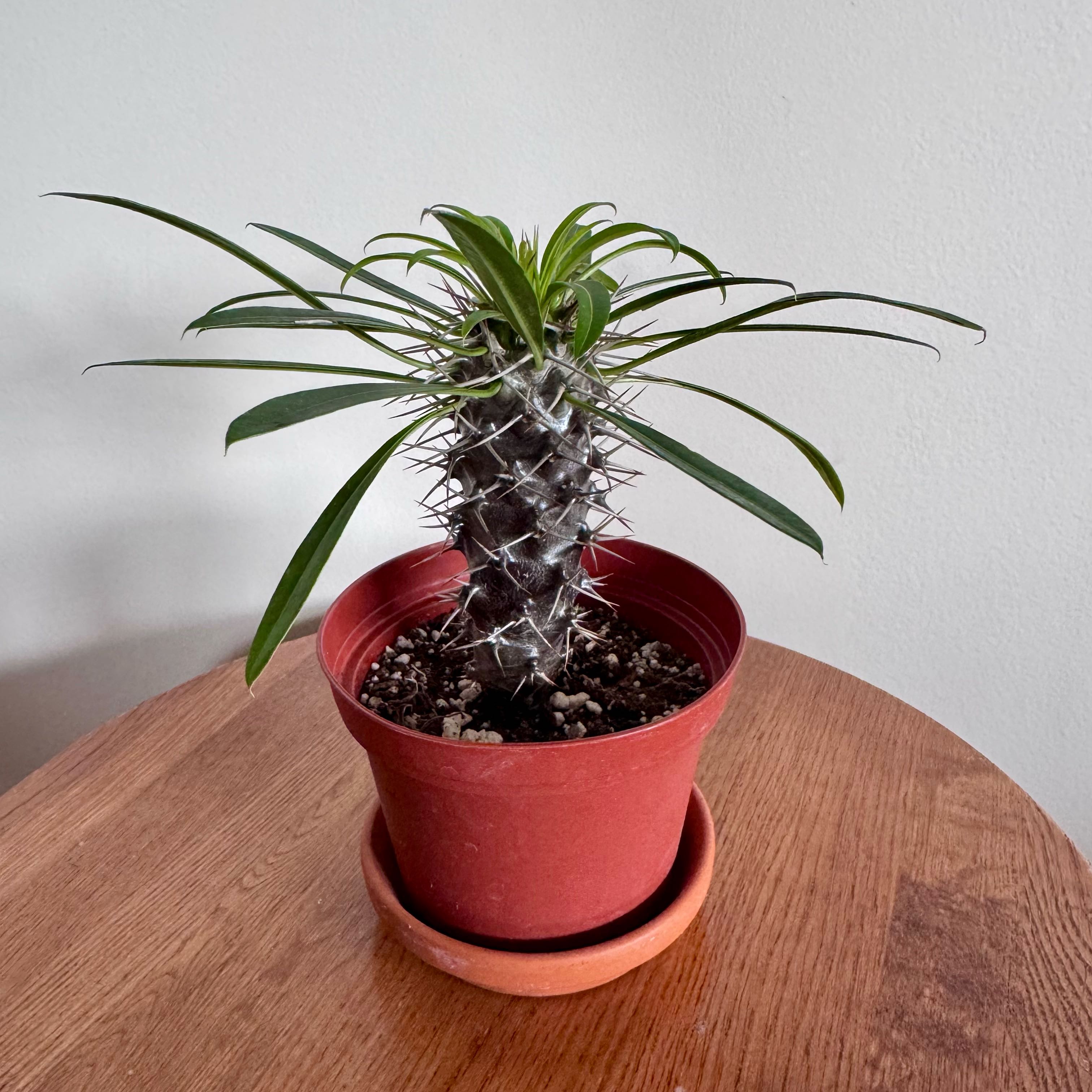 Photo of the plant species Silver Madagascar Palm by @baobab_zig named Pachypodium geayi on Greg, the plant care app