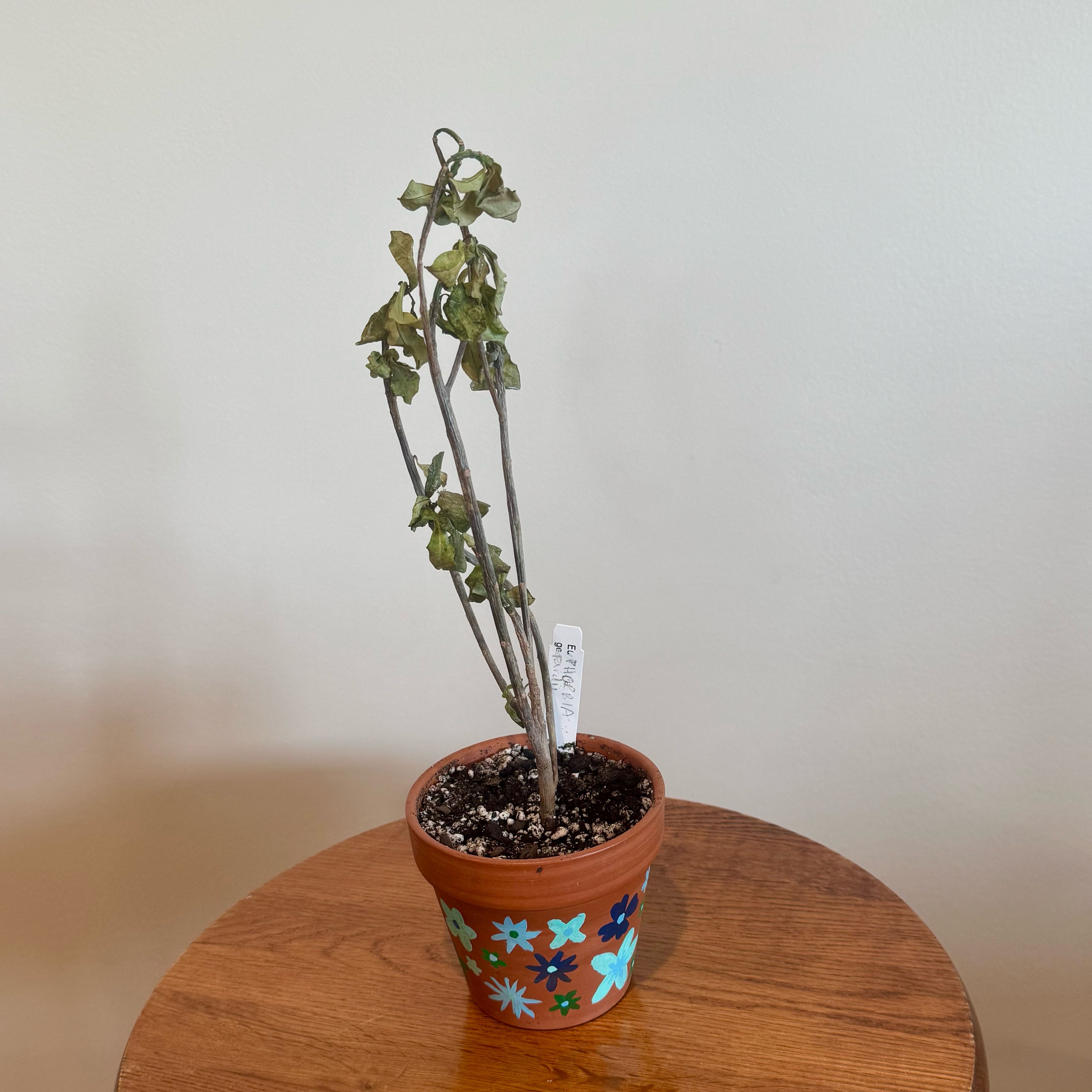 Photo of the plant species Thornless Crown of Thorns by @baobab_zig named Euphorbia geroldii on Greg, the plant care app