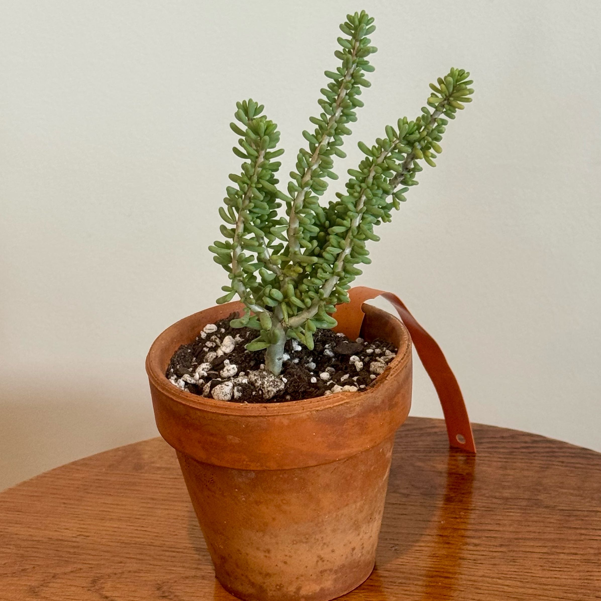 Photo of the plant species Namaqua Portulacaria by @baobab_zig named Portulacaria namaquensis on Greg, the plant care app