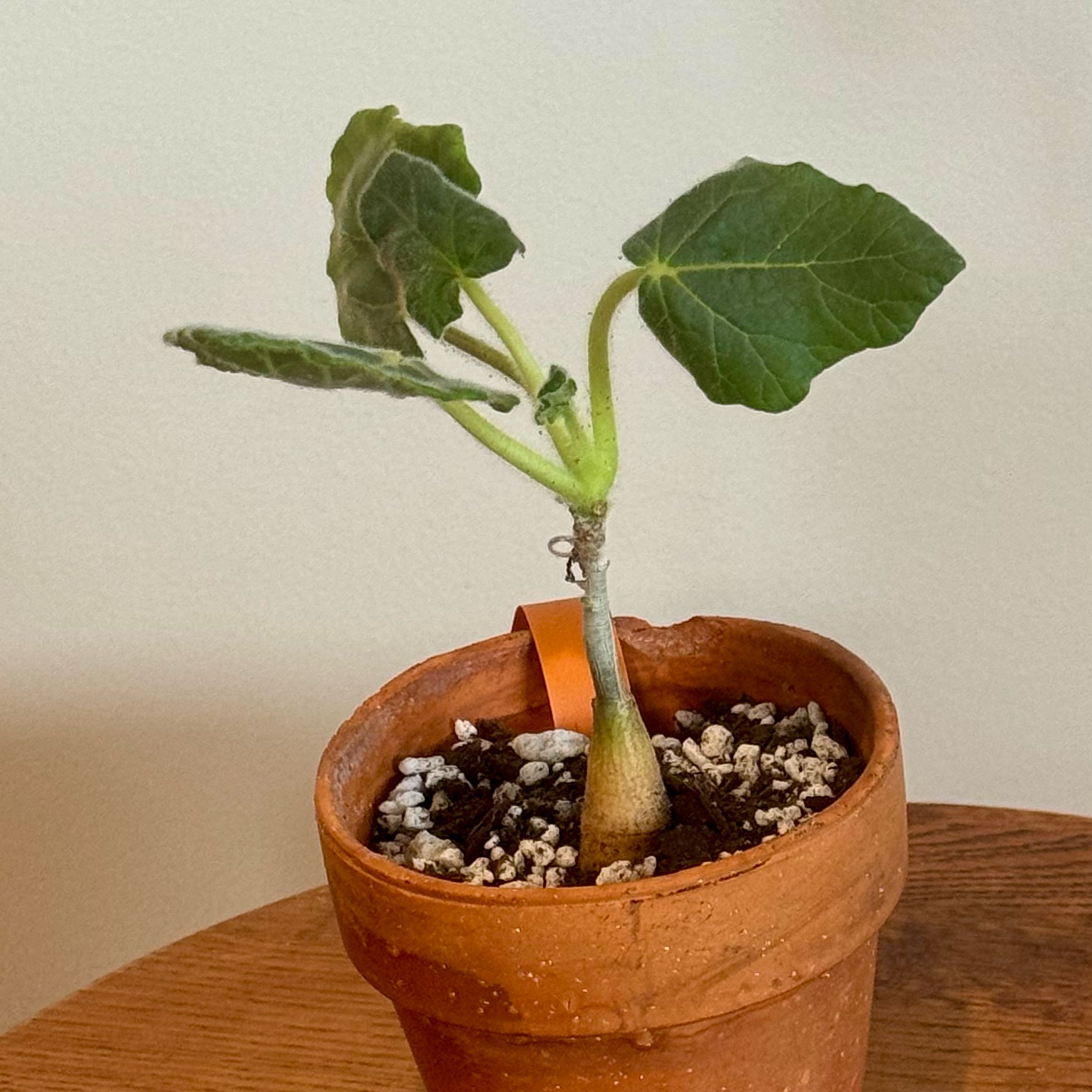 Photo of the plant species Uncarina roeoesliana by @baobab_zig named Uncarina roeoesliana on Greg, the plant care app