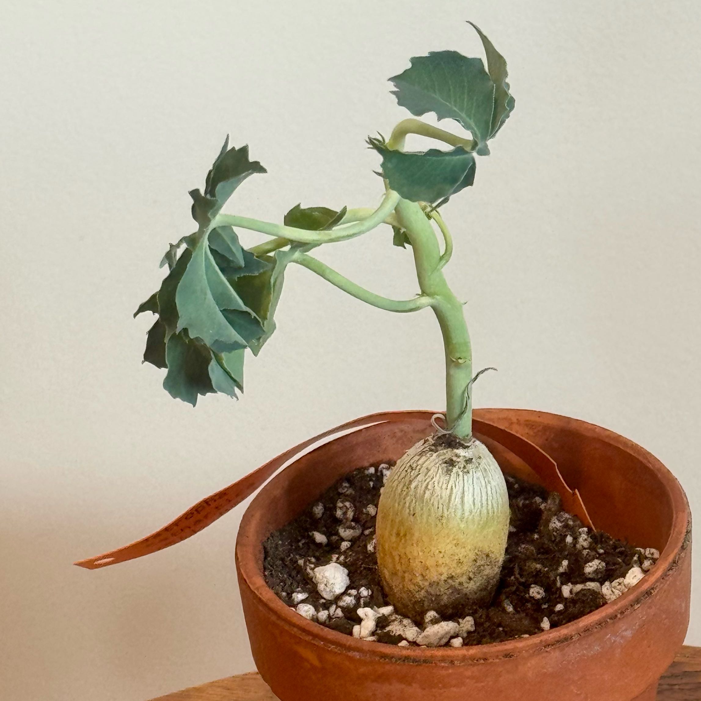 Photo of the plant species Berlandier's Nettlespurge by @baobab_zig named Jatropha cathartica on Greg, the plant care app