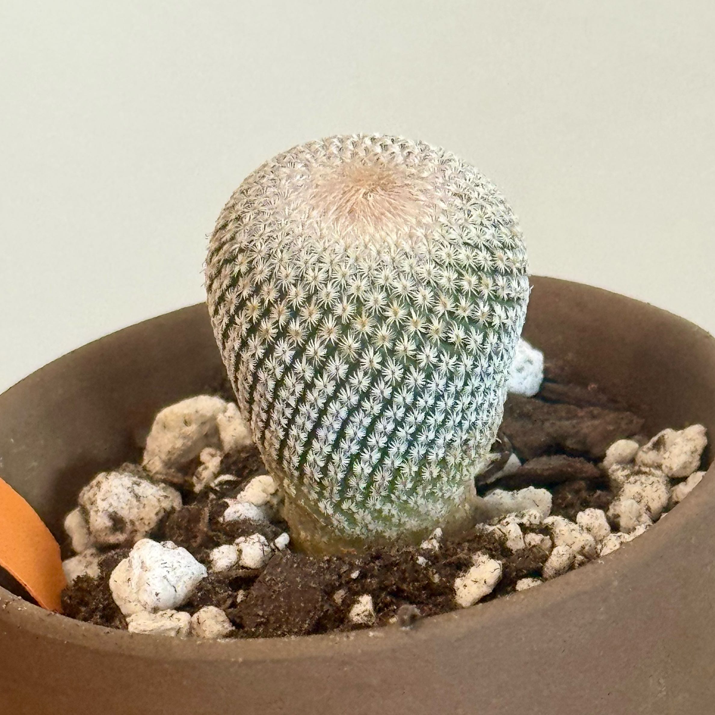 Photo of the plant species Button Cactus by @baobab_zig named Epithelantha chihuahuaensis on Greg, the plant care app