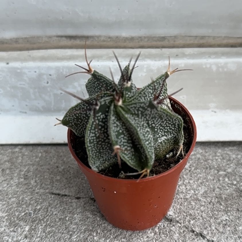 Photo of the plant species Goat's Horn Cactus by @baobab_zig named Astrophytum capricorne on Greg, the plant care app
