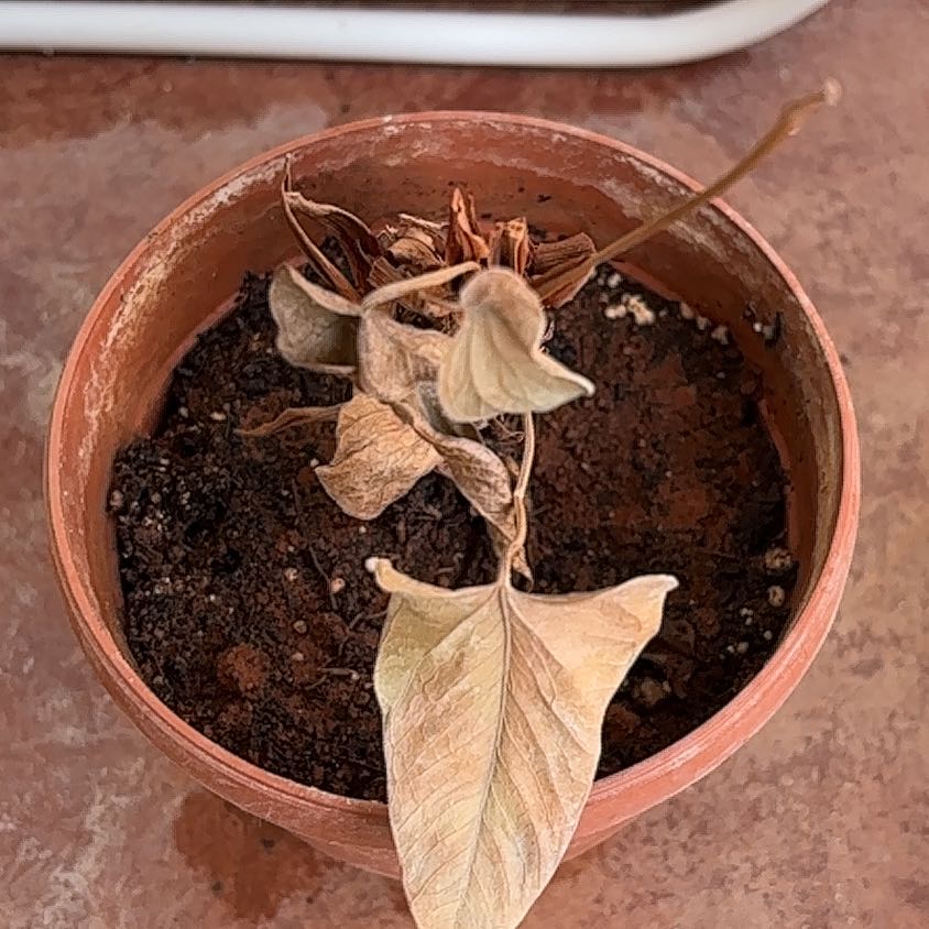 Photo of the plant species Red Anthurium by @JoyfulLithops47 named Rosa on Greg, the plant care app