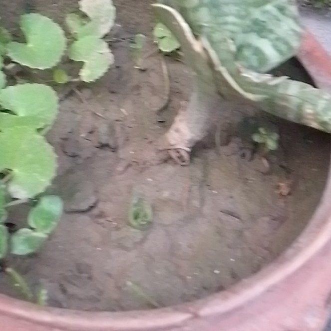 Photo of the plant species Whorled Pennywort by @SirTurmeric55 named Kardashian on Greg, the plant care app