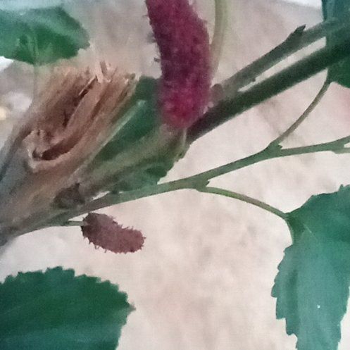 Photo of the plant species Black Mulberry by @GlossyPepino65 named Robert Plant on Greg, the plant care app