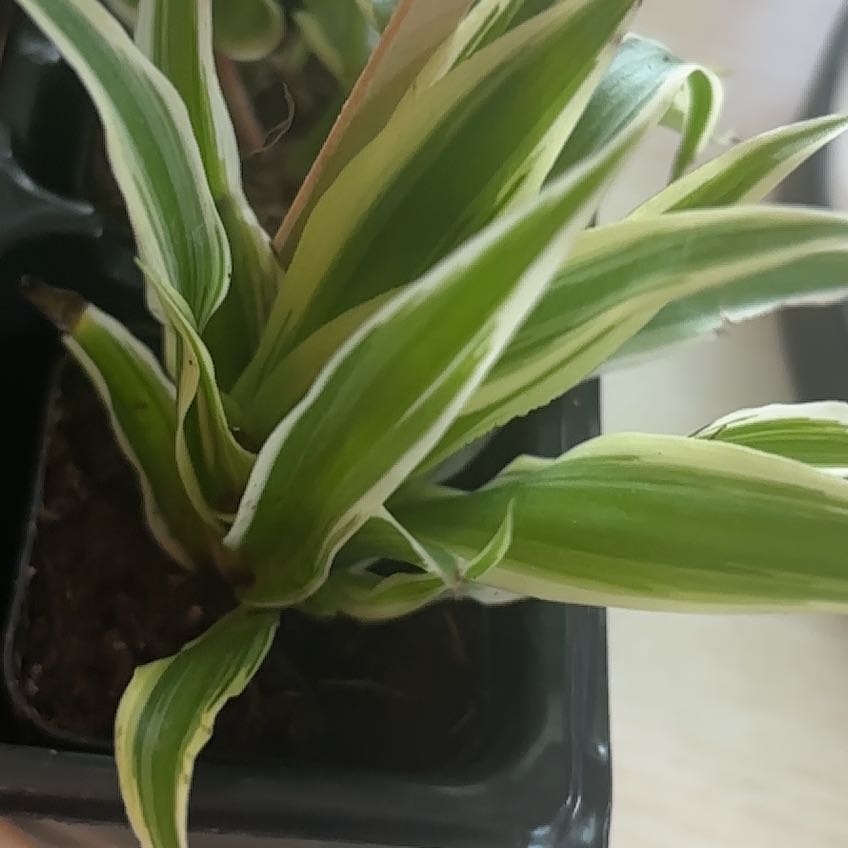 Photo of the plant species Variegated Spider Plant by @ZanyVinemaple71 named Harmony on Greg, the plant care app
