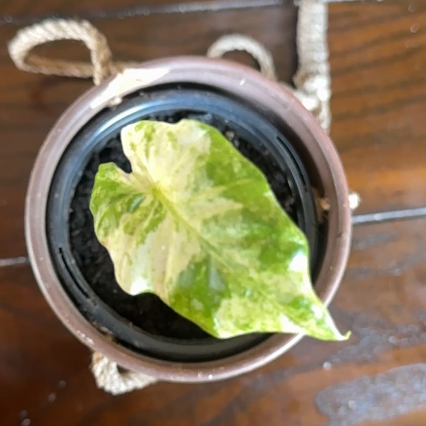 Photo of the plant species Alocasia Blizzard Elephants Ear by @SilkyLantana56 named Emerson on Greg, the plant care app