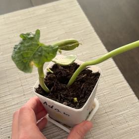 Photo of the plant species Lima Bean by @FlyingMaypop11 named Ryan on Greg, the plant care app