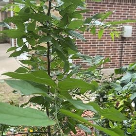 Photo of the plant species False Acacia by @HonoredGuasca39 named Naomi on Greg, the plant care app