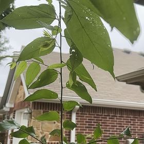 Photo of the plant species Horse-Apple by @HonoredGuasca39 named Mollie on Greg, the plant care app