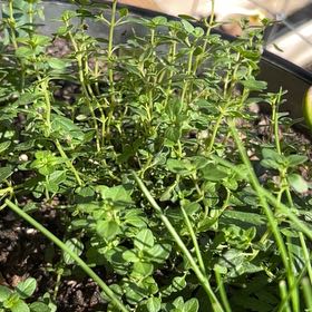 Photo of the plant species Golden Lemon Thyme by @OpenlyPersia56 named Sigmund on Greg, the plant care app