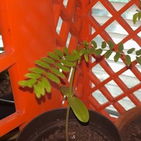 Photo of the plant species Royal Poinciana by @WiredCardoon62 named Navajo on Greg, the plant care app