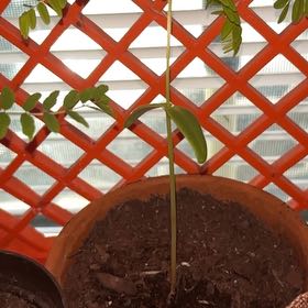 Photo of the plant species Royal Poinciana by @WiredCardoon62 named Denali on Greg, the plant care app