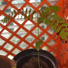 Photo of the plant species Royal Poinciana by @WiredCardoon62 named Zeus on Greg, the plant care app
