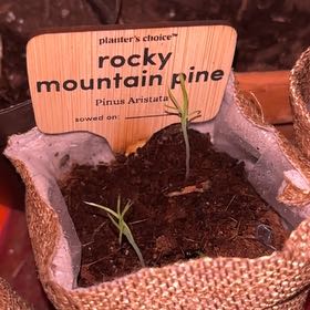 Photo of the plant species rocky mountain pine by @WiredCardoon62 named Leaf Erickson on Greg, the plant care app