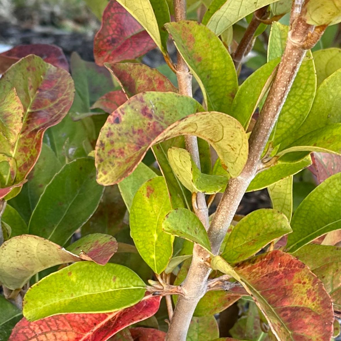 Photo of the plant species Sweet Arrowwood by @TryRimu26 named Marley on Greg, the plant care app