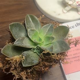 Photo of the plant species Graptoveria 'Jules' by @HighBlue40 named Stella on Greg, the plant care app