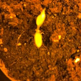 Photo of the plant species Cord Moss by @ProMayapple32 named Nithin on Greg, the plant care app