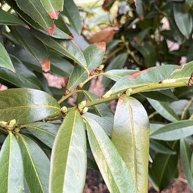 Photo of the plant species California Bay Laurel by @BossMakole57 named Nemo on Greg, the plant care app