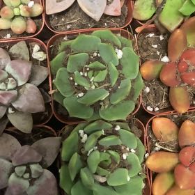 Photo of the plant species Milky Widow's Thrill by @SlickQuince57 named Cleopatra on Greg, the plant care app