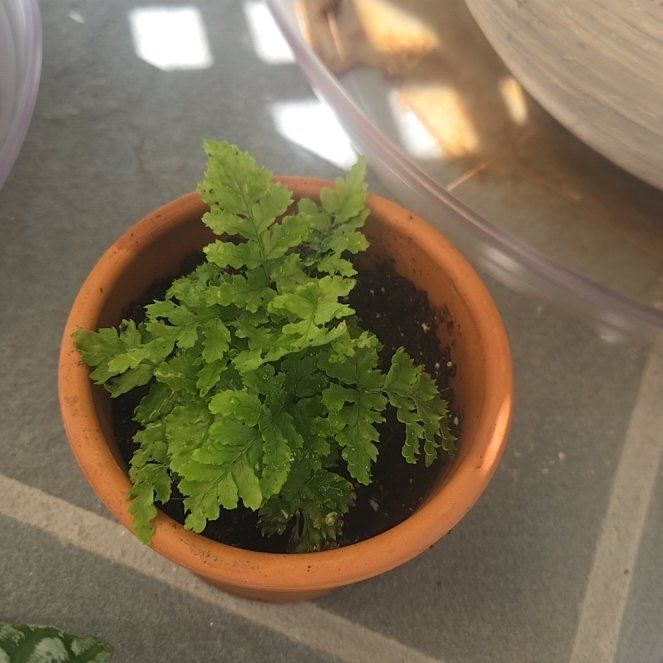 Photo of the plant species Feverfew by @FitBoneset31 named Leonardo on Greg, the plant care app