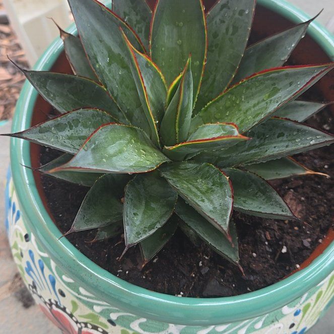 Photo of the plant species Blue Agave by @FitBoneset31 named Zeus on Greg, the plant care app