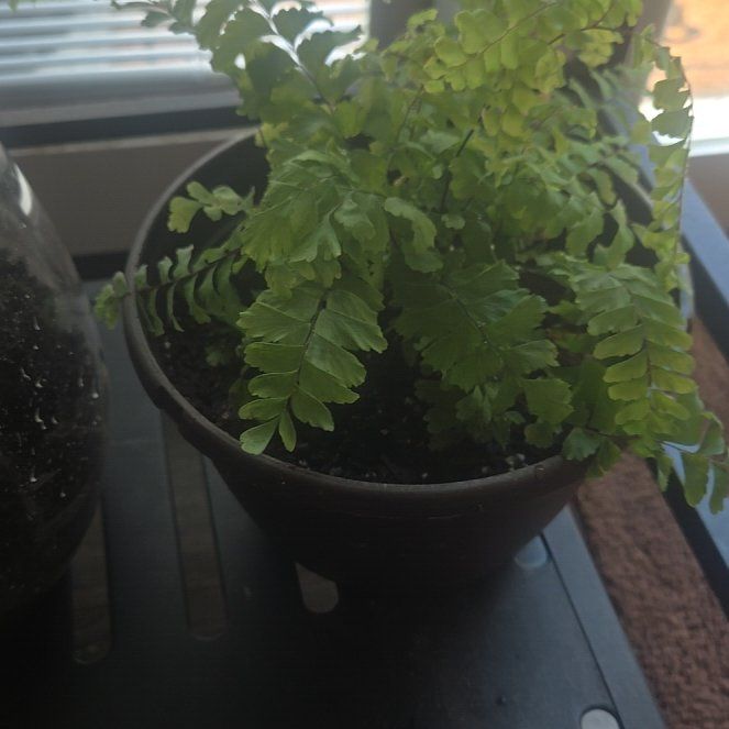 Photo of the plant species Northern Maidenhair Fern by @FitBoneset31 named Lebron on Greg, the plant care app