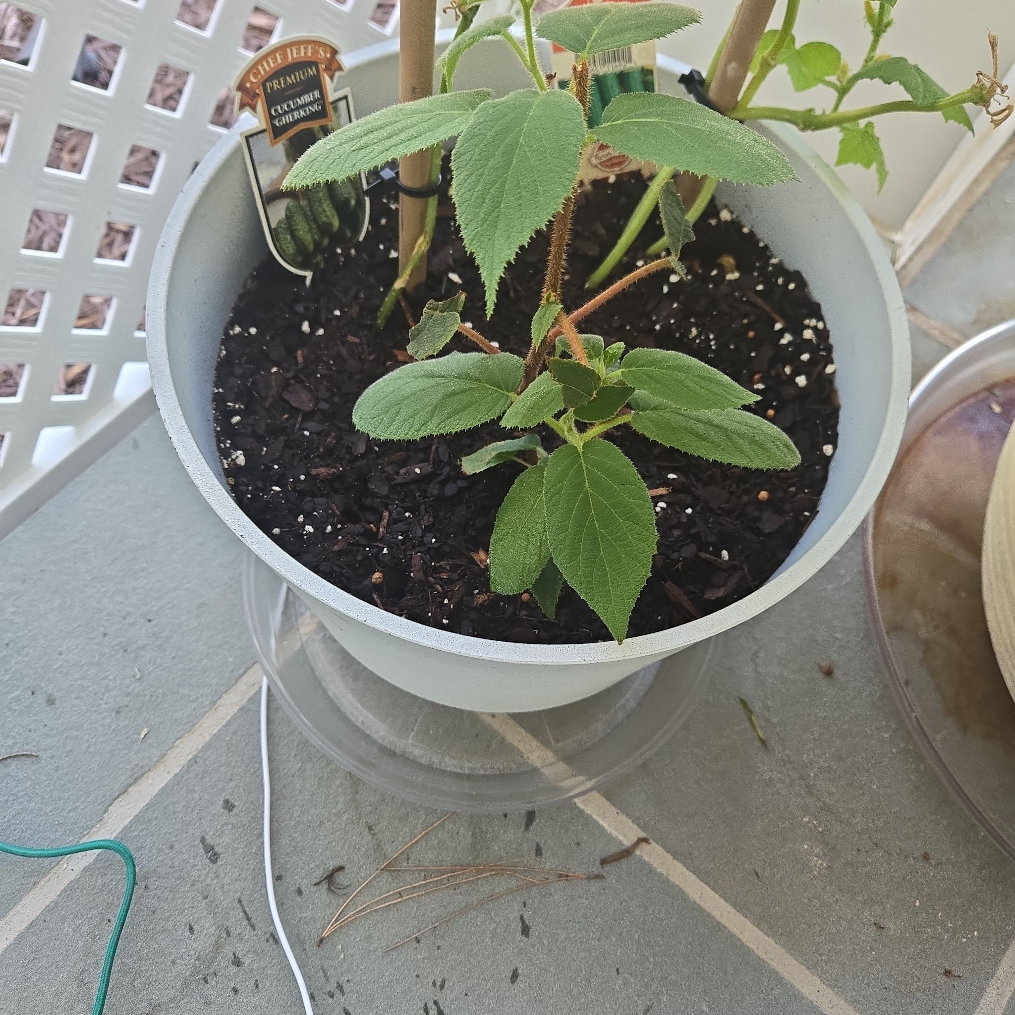 Photo of the plant species Kiwi Plant by @FitBoneset31 named Harry on Greg, the plant care app