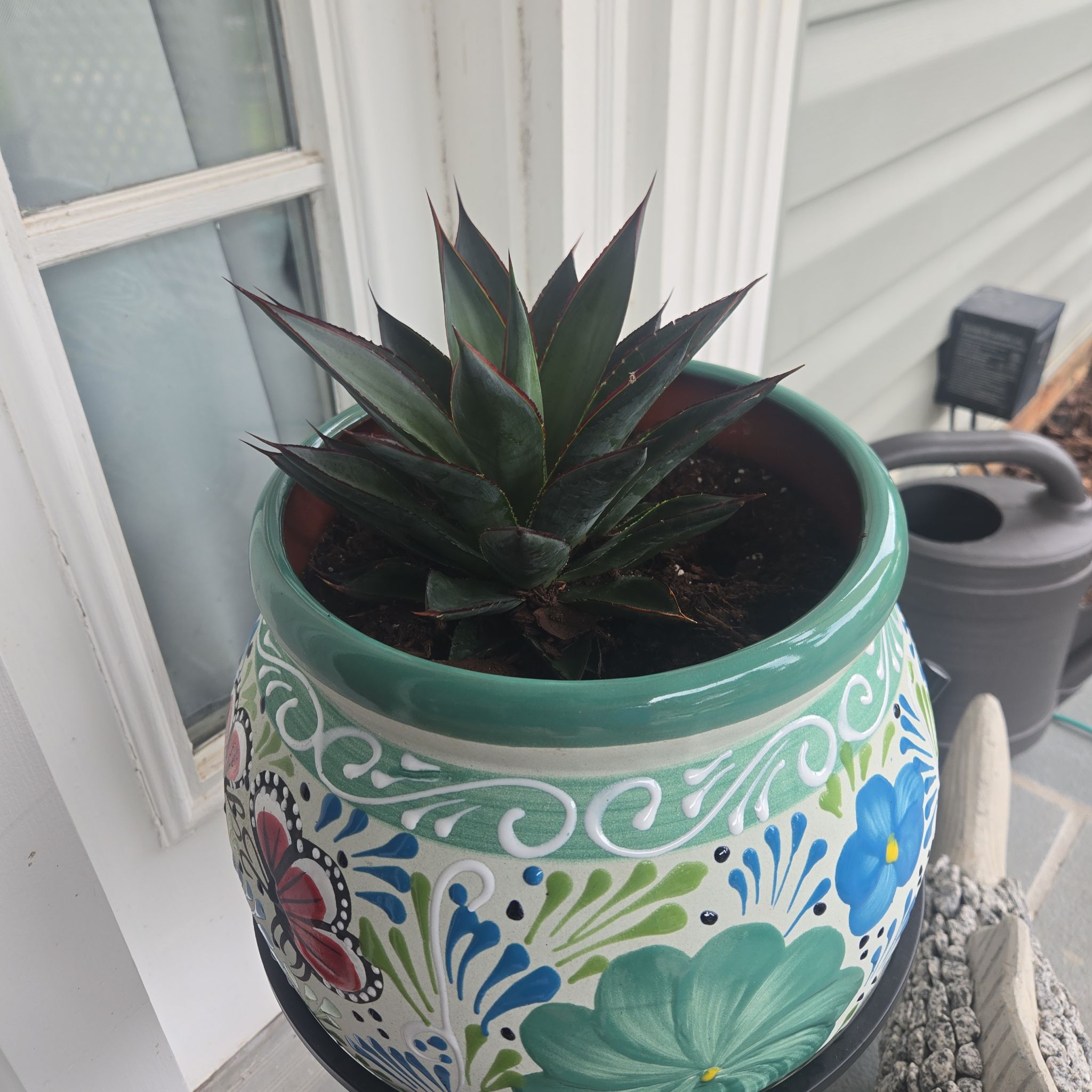 Photo of the plant species Blue Agave by @FitBoneset31 named Zeus on Greg, the plant care app