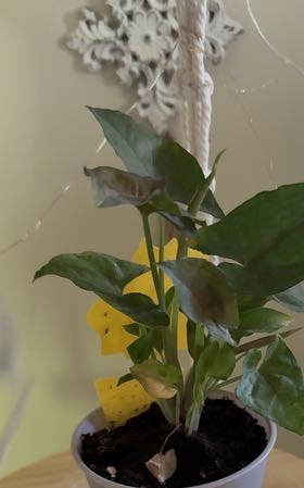 Photo of the plant species Christmas Berry by @SmileySoybean86 named Madonna on Greg, the plant care app