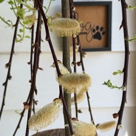 Photo of the plant species Goat Willow by @SmileySoybean86 named Apollo on Greg, the plant care app