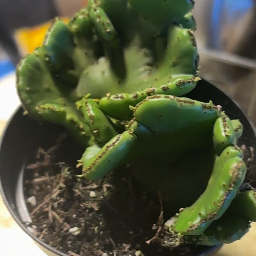 Photo of the plant species Euphorbia leucodendron f. cristata by @YesBlueech16 named Einstein on Greg, the plant care app