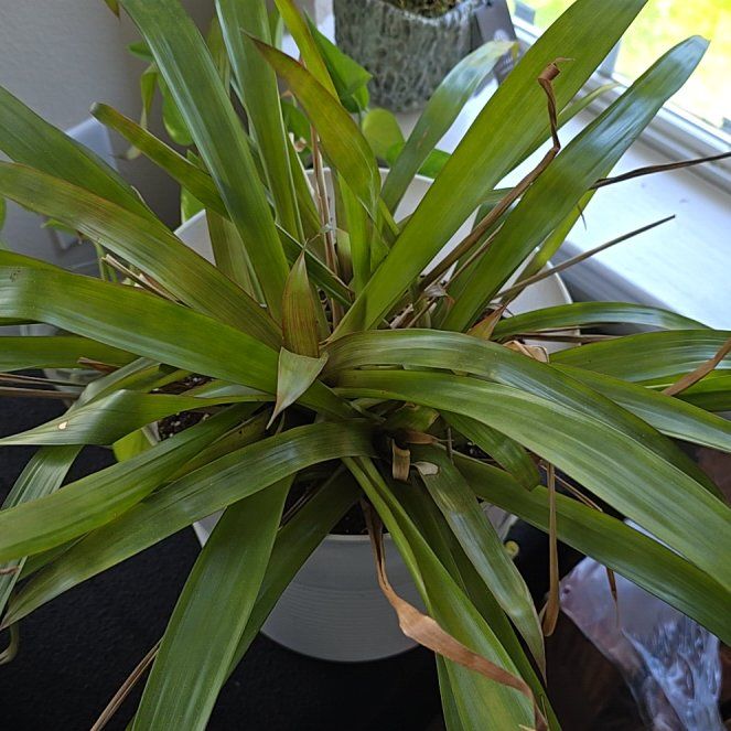 Photo of the plant species Red Bromelaid by @BlueribbonMiro named Surya on Greg, the plant care app